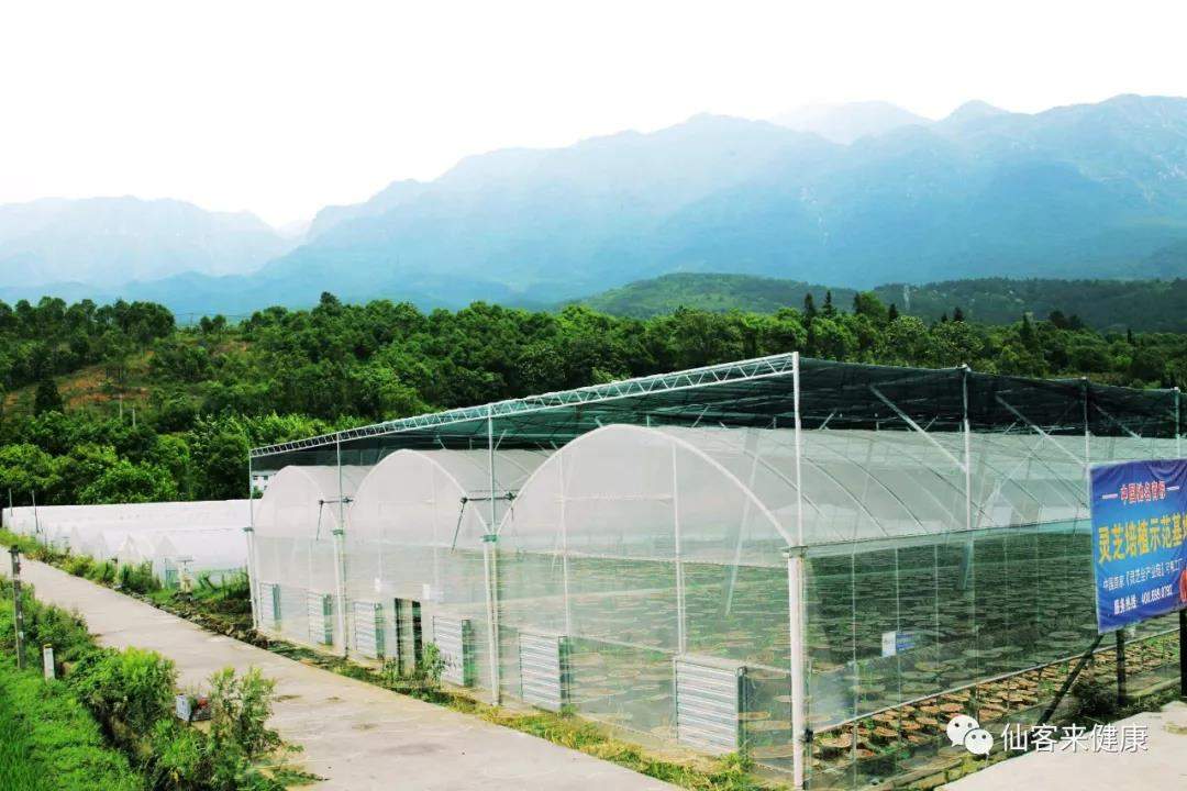 中國靈芝十大品牌|仙客來靈芝|仙客來靈芝破壁孢子粉|仙客來孢子油|仙客來靈芝飲片|仙客來破壁孢子粉|仙客來靈芝中藥飲片|馳名商標(biāo)|www.stephenmgreenarchives.com|