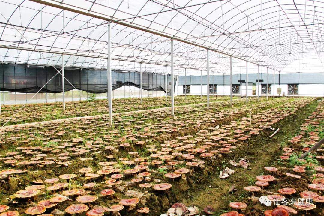 中國靈芝十大品牌|仙客來靈芝|仙客來靈芝破壁孢子粉|仙客來孢子油|仙客來靈芝飲片|仙客來破壁孢子粉|仙客來靈芝中藥飲片|馳名商標(biāo)|www.stephenmgreenarchives.com|