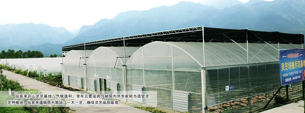 中國靈芝十大品牌|仙客來靈芝|仙客來靈芝破壁孢子粉|仙客來孢子油|仙客來靈芝飲片|仙客來破壁孢子粉|仙客來靈芝中藥飲片|馳名商標(biāo)|www.stephenmgreenarchives.com|