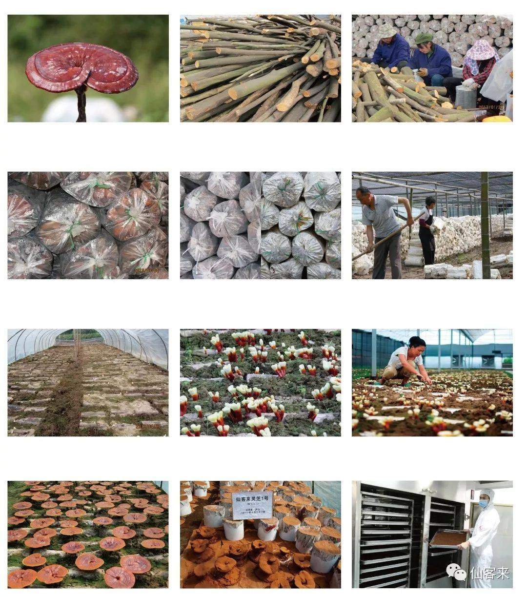 中國靈芝十大品牌|仙客來靈芝|仙客來靈芝破壁孢子粉|仙客來孢子油|仙客來靈芝飲片|仙客來破壁孢子粉|仙客來靈芝中藥飲片|馳名商標|www.stephenmgreenarchives.com|