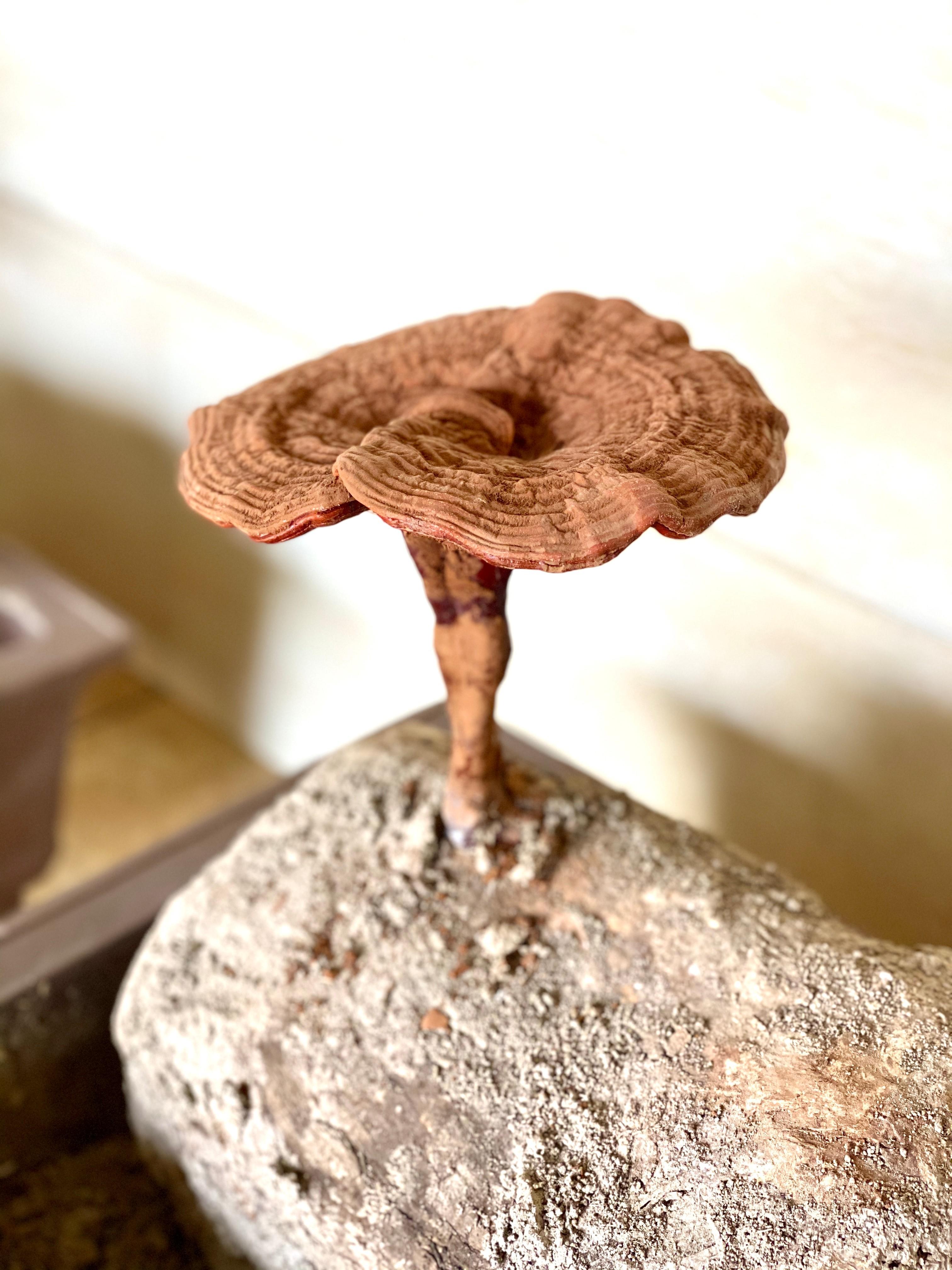 杭州亞運會官方靈芝產(chǎn)品供應(yīng)商|杭州亞運會官方供應(yīng)商|中國靈芝十大品牌|仙客來靈芝|仙客來靈芝破壁孢子粉|仙客來孢子油|仙客來靈芝飲片|仙客來破壁孢子粉|靈芝孢子油|孢子粉|靈芝破壁孢子粉|靈芝|中華老字號
